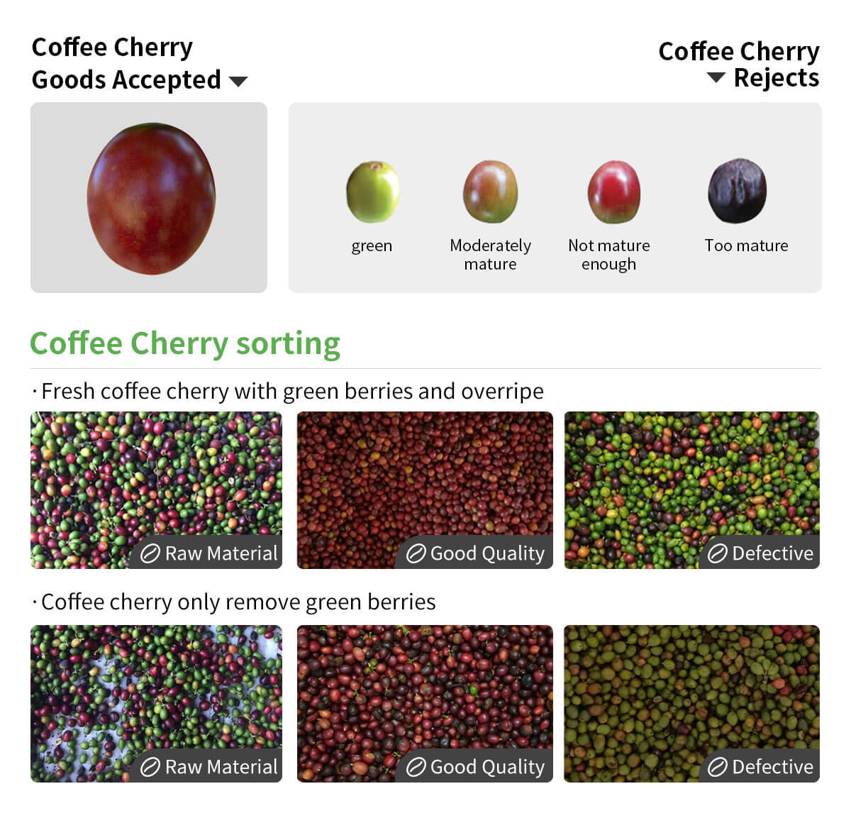 Coffee Cherry Color Sorter – colour sorting machine manufacturers| Wesort